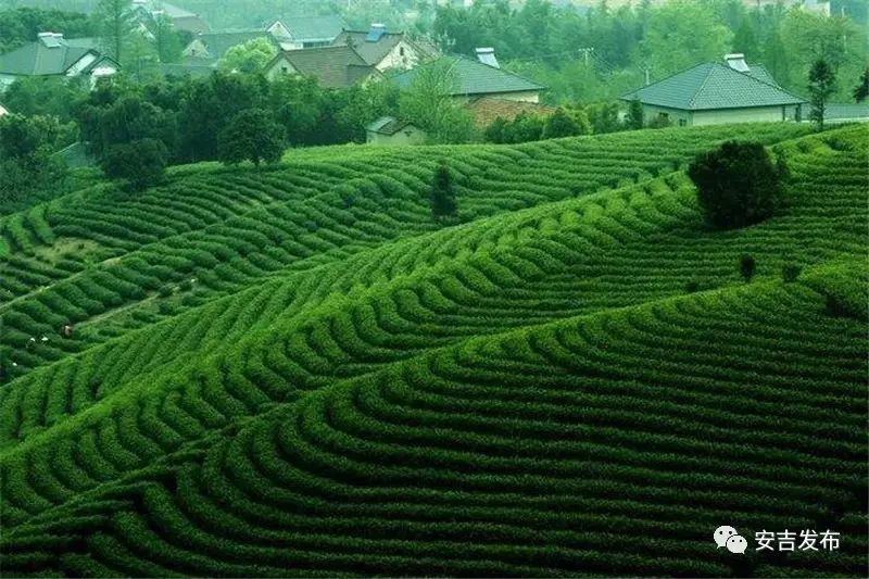 安吉溪龙白茶交易市场怎么去_安吉溪龙白茶_龙山安吉白茶