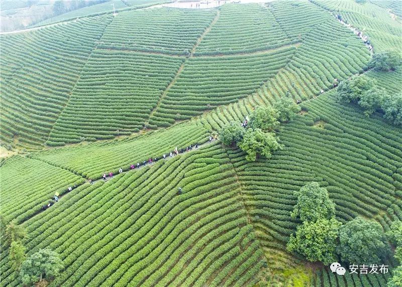 龙山安吉白茶_安吉溪龙白茶交易市场怎么去_安吉溪龙白茶